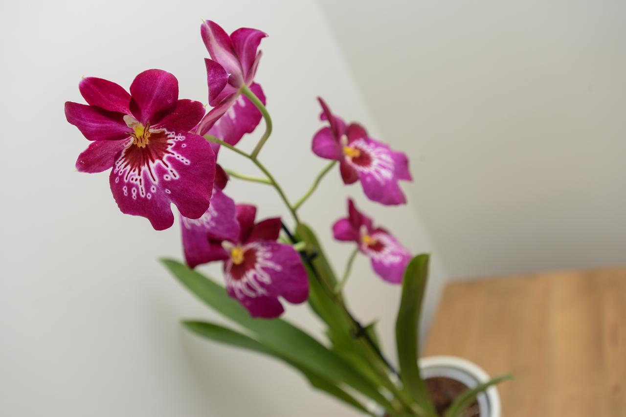 Market Street Apartments - City Centre Modern 1Bedroom Apartments With New Wifi And Very Close To Tram Нотингам Екстериор снимка
